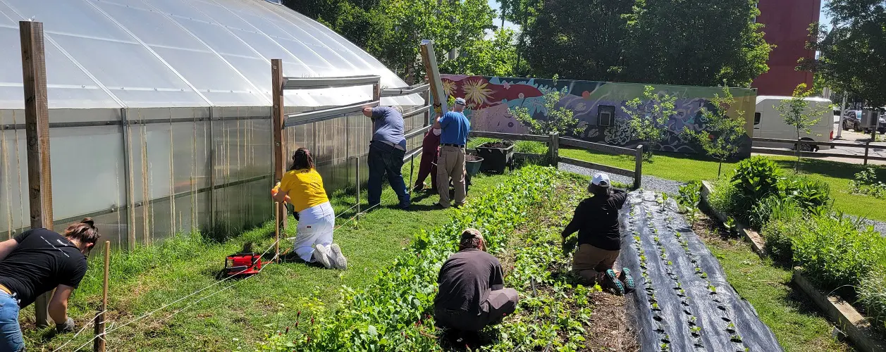 A group of people works to harvest crops from an urban farm on a sunny day.