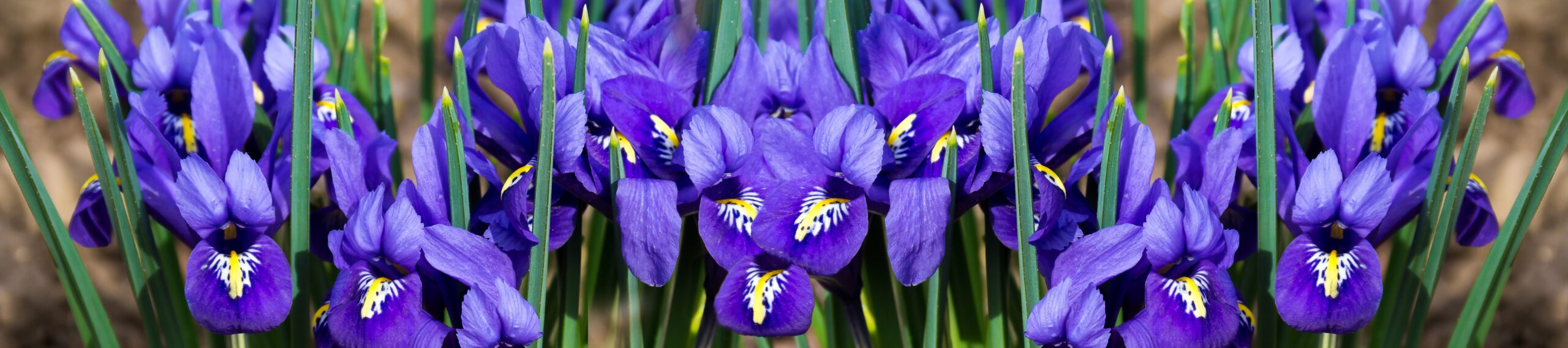 panorama  cover morning flower iris park natural  blurred background  header