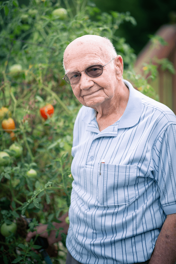An elderly man stands outside in front of a tomato plant.