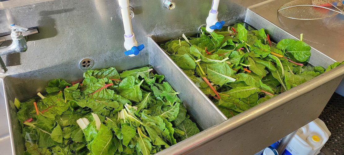 A fresh harvest of leafy greens is rinsed in an industrial sink.