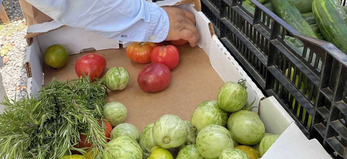 A cardboard box is filled with freshly harvested fruits.