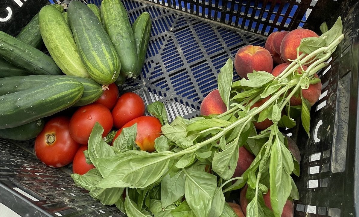 A fresh harvest of zucchinis, radishes, and greens are laid in a black farm crate.